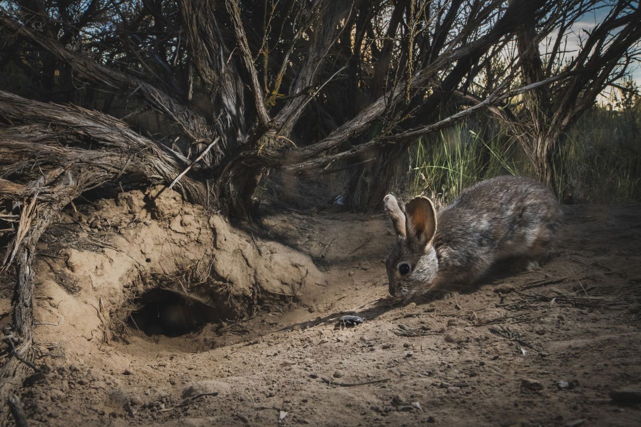 Morgan Heim reveals an intimate encounter between a beetle and a rabbit in Washington state's Columbia Basin. Heim set up camera traps by the burrows of pygmy rabbits to observe them. She was delighted as one of the rabbits sniffed at a stink beetle that had been sheltering in its burrow. 