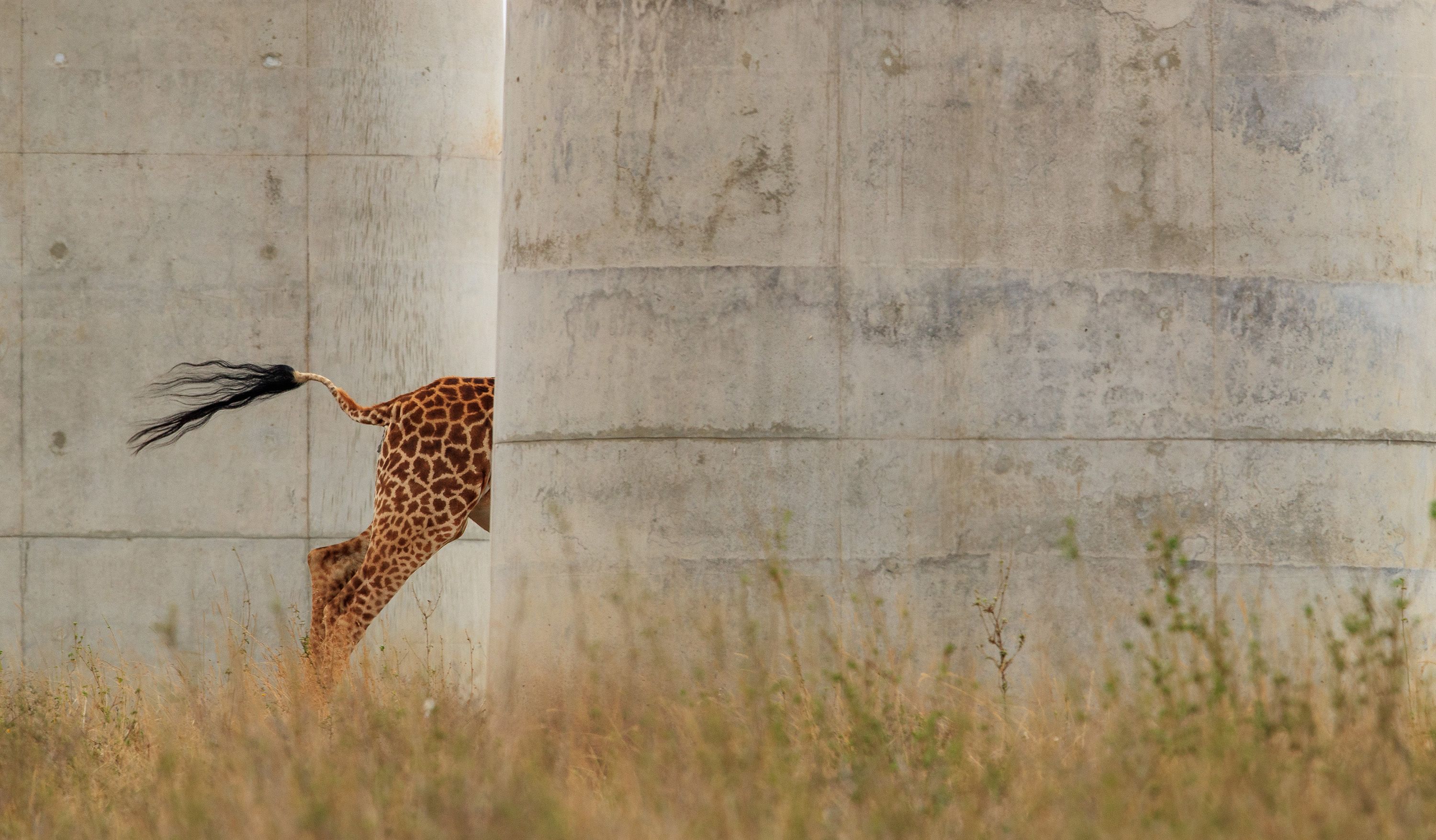 Jose Fragozo from Portugal captures the contrast between the natural world and human infrastructure. Dwarfed by the giant pillars of Kenya's new Standard Gauge Railway running through Nairobi National Park, the gray blocks contrast with the unmistakable pattern of nature's tallest land mammal.