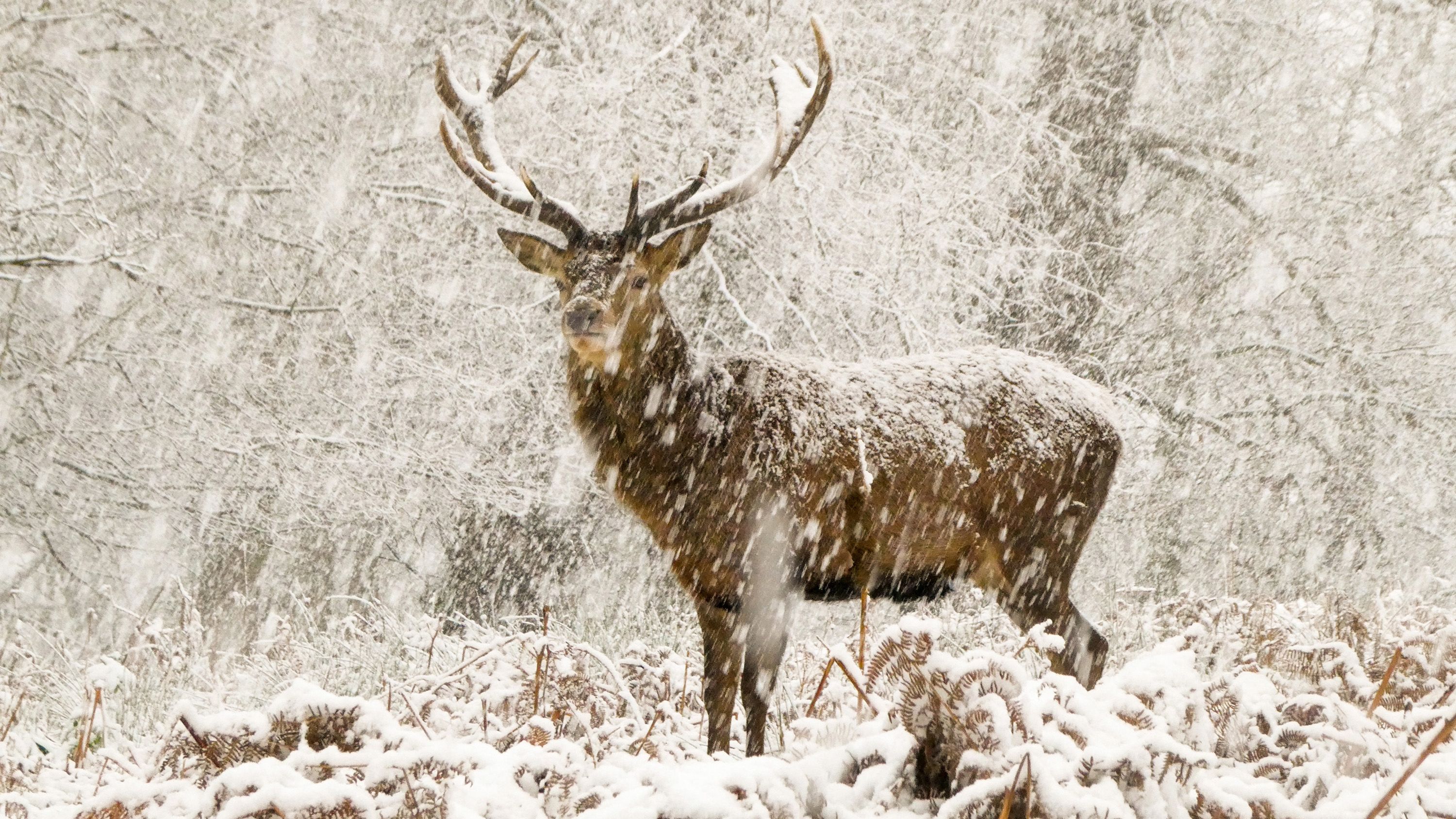 Joshua Cox frames a red deer stag standing majestically as the snow falls. It had just started to snow when Joshua, 7, and his father arrived in Richmond Park in London, England. They followed the deer at a safe distance when suddenly the snow intensified and one of the stags stopped.