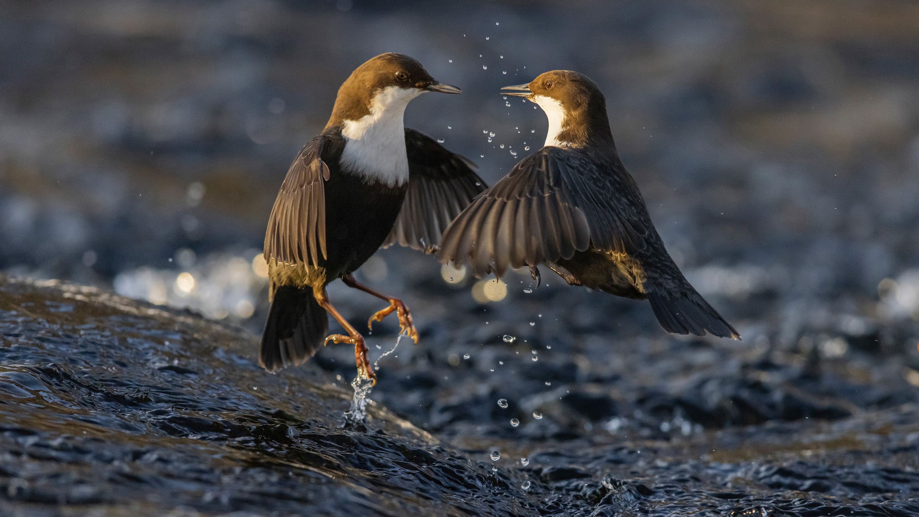 After years of visiting the Finnish river, Heikki Nikki knew every 'dipping' rock favored by white-throated dippers. Picking one hidden beneath flowing water, he sat quietly on the bank. Suddenly the spot became the subject of a hotly contested argument.