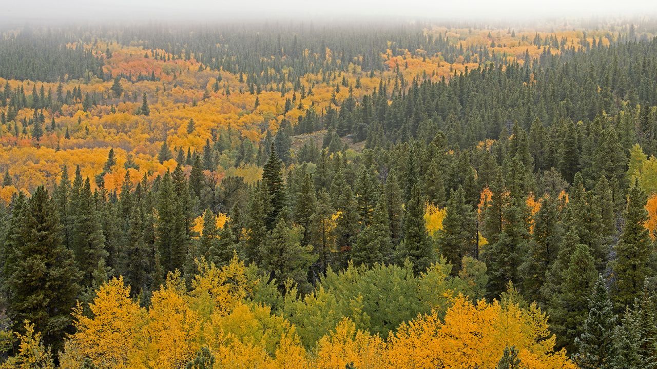 <strong>Peak to Peak Scenic Byway, Colorado:</strong> Talk about Rocky Mountain glory -- autumn aspens display their colors on the Peak to Peak Scenic Byway in Roosevelt National Forest in Colorado.