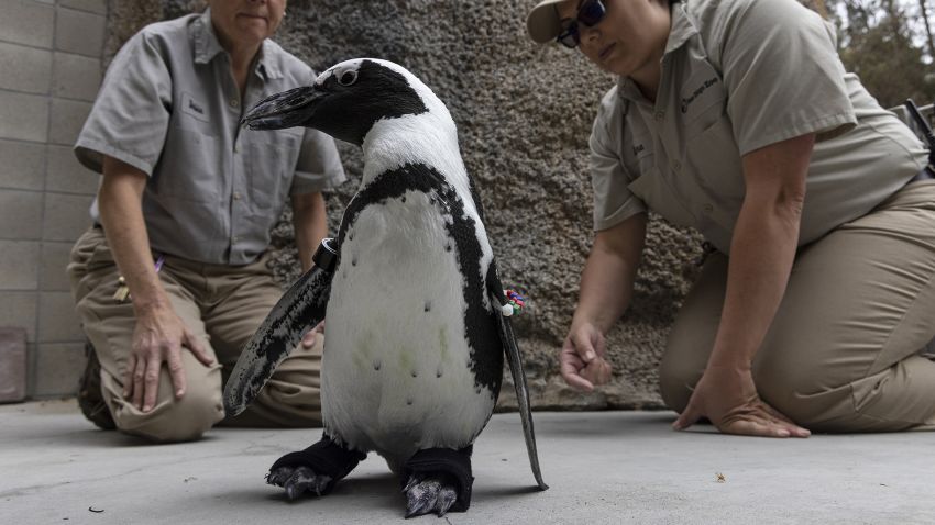 San Diego Zoo Penguin Gets Fitted with Custom Orthopedic Footwear

Specially Designed Neoprene/Rubber "Boots" Help Lucas Walk and Ease 
Symptoms of Non-curable Degenerative Foot Condition
