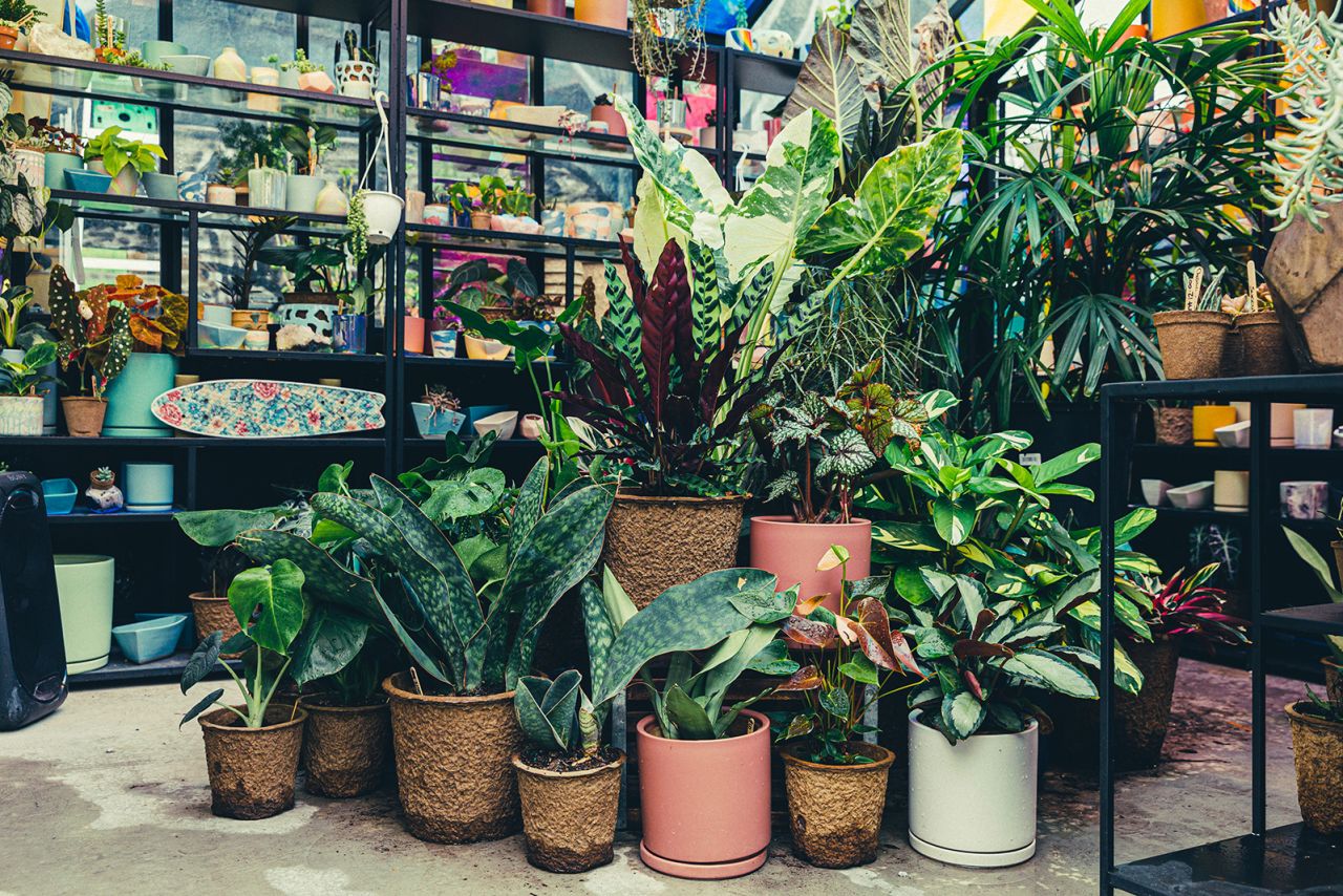 "That piece of nature is wrapped in one of the most toxic materials for nature," said plant-shop owner Andreas Szankay on the plastic pots in which plants are grown. He and his partner use biodegradable pots as an alternative.
