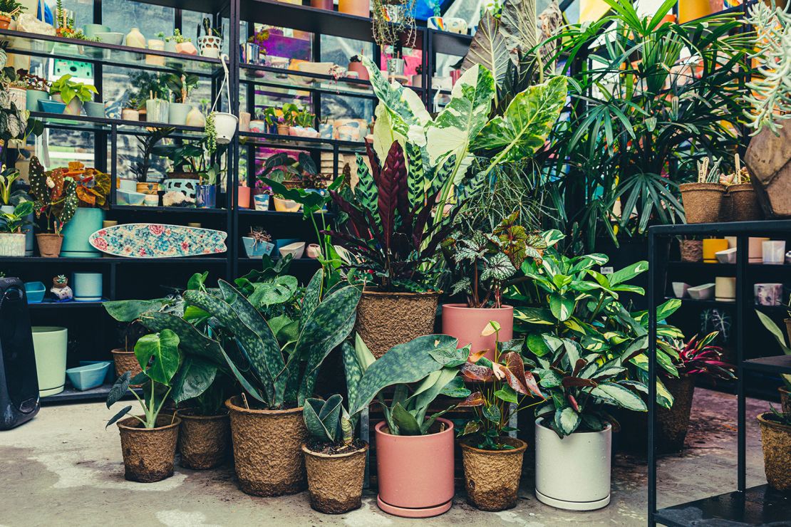 "That piece of nature is wrapped in one of the most toxic materials for nature," said plant-shop owner Andreas Szankay on the plastic pots in which plants are grown. He and his partner use biodegradable pots as an alternative.