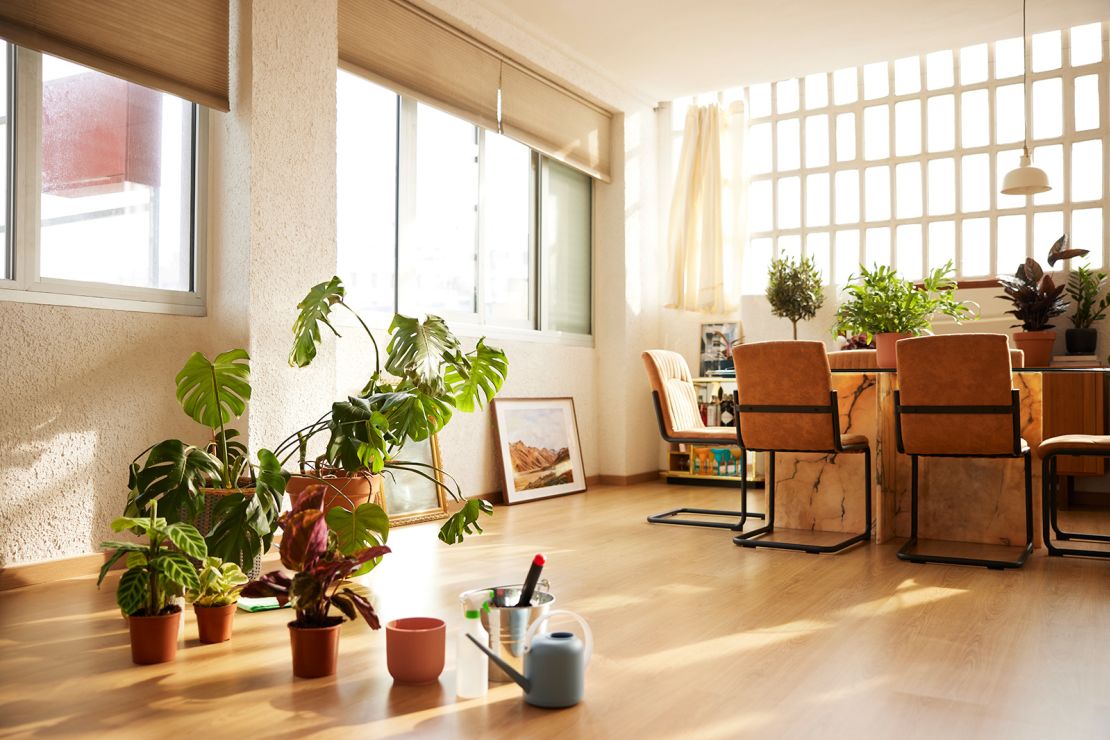 Houseplants provide therapeutic and wellness benefits, but their industry has an environmental toll.