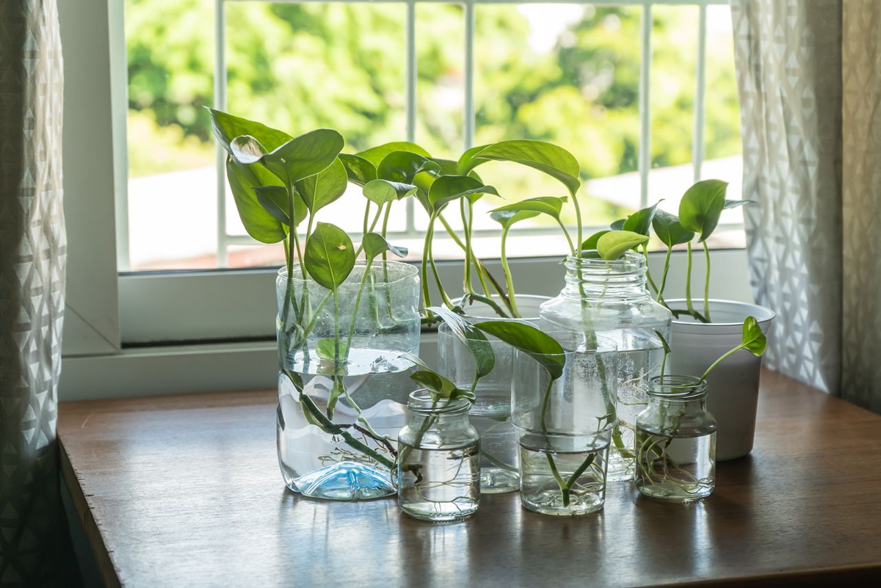Propagating clippings of plants in water or soil to grow new ones is the most eco-friendly way to grow a collection.