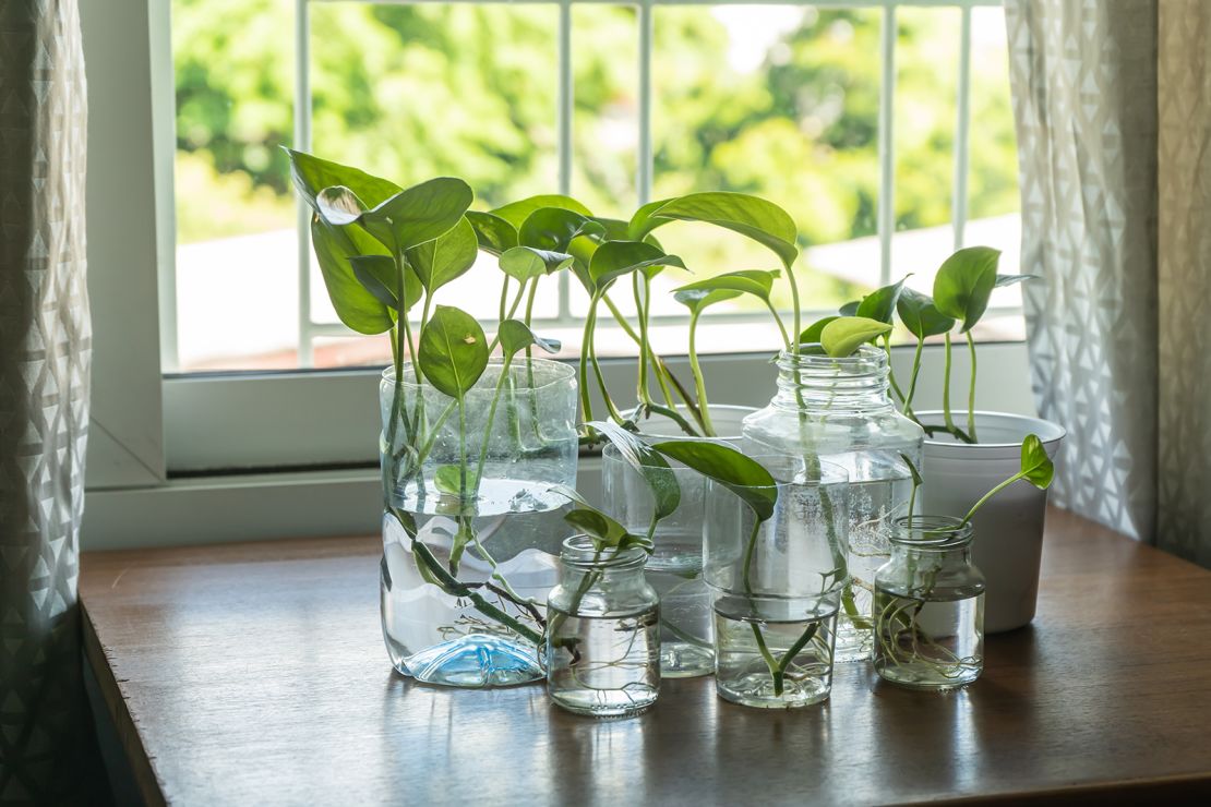 Propagating clippings of plants in water or soil to grow new ones is the most eco-friendly way to grow a collection.