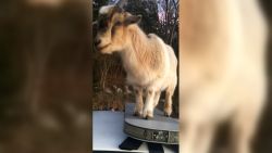 Goats invade Alabama patrol car
