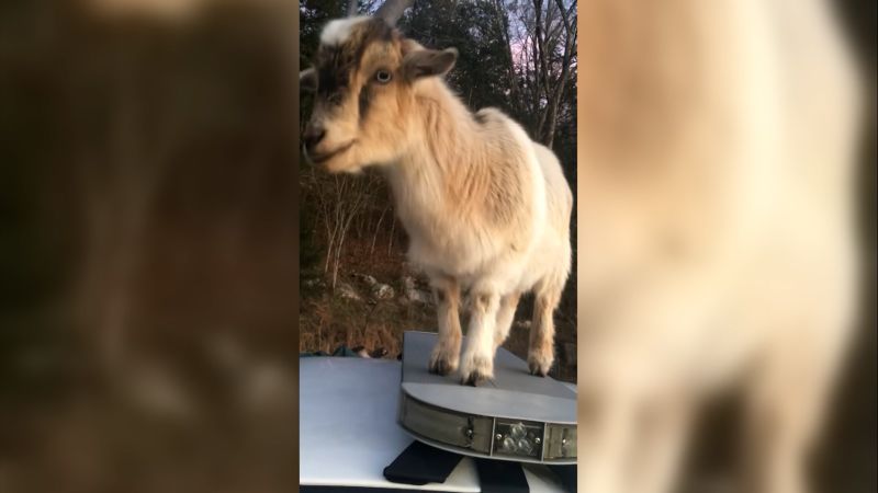 Pet Goat Has Meltdown Because He Can't Find Owner in Hilarious Clip