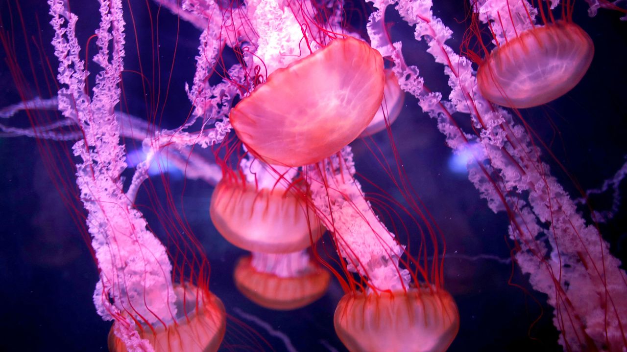 Jellyfish are found in oceans across the world, in both deep seas as well as surface waters. 