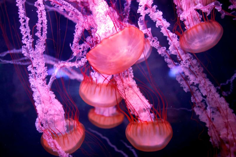 New study could unearth the secret to how ‘immortal jellyfish’ reverses aging – CNN