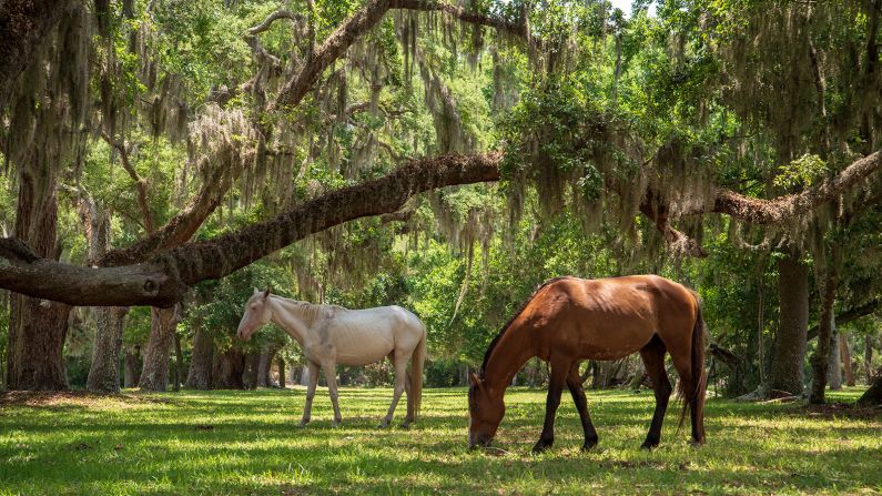 Wild horses at Cumberland Island National Seashore.

AdobeStock_269312239