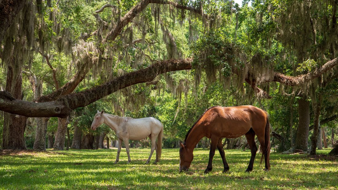 <strong>Cumberland Island National Seashore, Georgia: </strong>Wild horses roam this barrier island rich in nature and history.
