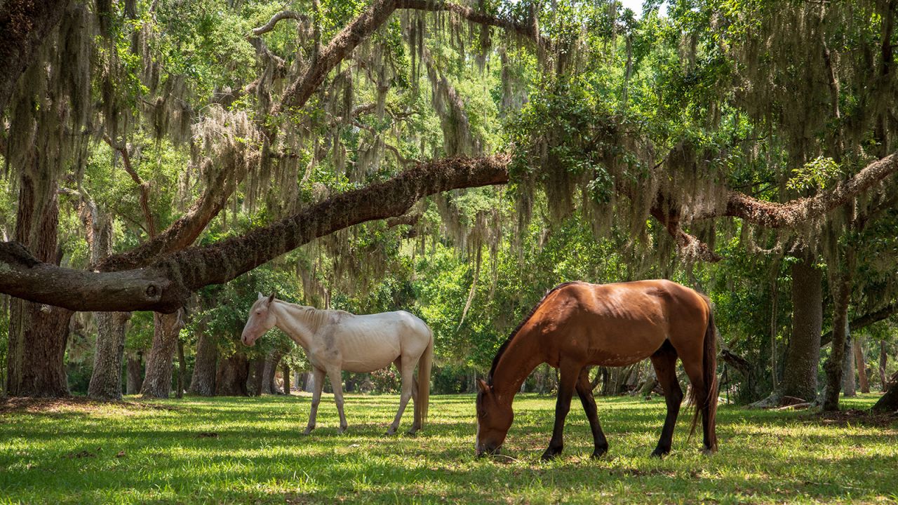 <strong>Cumberland Island National Seashore, Georgia: </strong>Wild horses roam this barrier island rich in nature and history. 