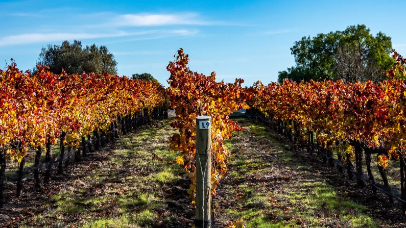 San Luis Obispo California Vineyards Autumn Colors

AdobeStock_317583437