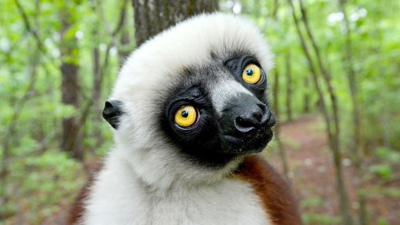 Joviana, a lemur, gazes at the camera during a media tour at the Duke Lemur Center in Durham, North Carolina, Tuesday, May 7, 2013. The lemur was the inspiration for the Kratt Brothers' (Chris and Martin), talking Coquerel's Sifaka, 'Zoboo' on the PBS children's show "Zoboomafoo".