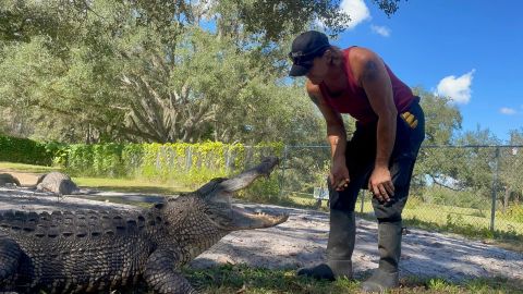 Greg Graziani, wildlife director of Florida Gator Gardens, training with one of his alligators. Graziani lost his hand after being bitten by an alligator on August 17.