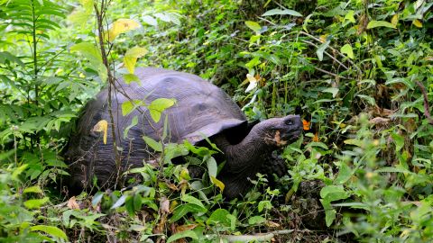 An endangered Galapagos tortoise, seen in 2008 on an island in Ecuador's Galapagos National Park.