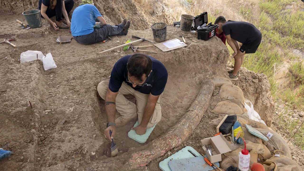 Archaeologists, paleontologists and conservators from the Israel Antiquities Authority, Tel Aviv University and Ben Gurion University work at the site where a 2.5-meter-long tusk from an ancient straight-tusked elephant was discovered, near Kibbutz Revadim in southern Israel on Wednesday.