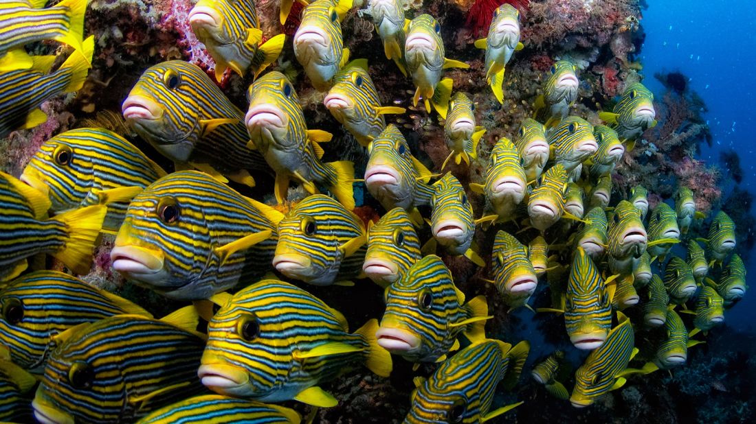 <strong>Raja Ampat's underwater world: </strong>"I often still am amazed when I look around during a dive. I wonder if I might be dreaming it all," says Ammer. Raja Ampat is home to more than 1,600 species of fish and some 75% of the world's known coral species.