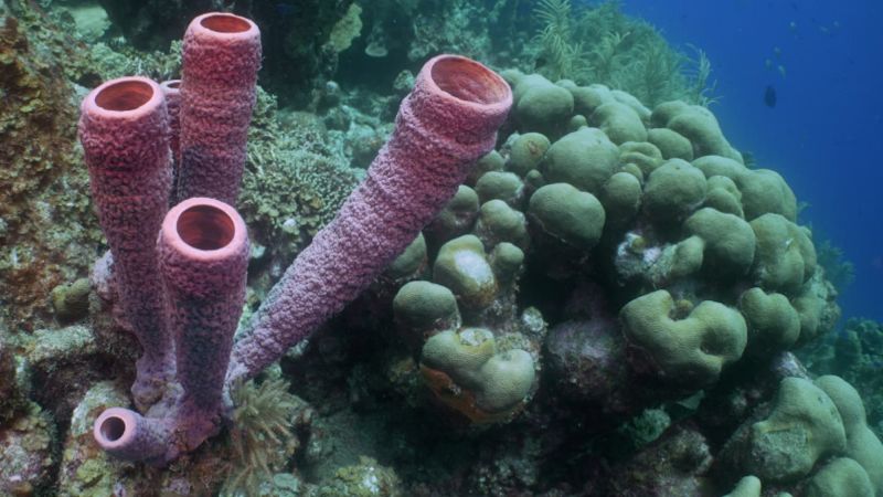 First Artificial Coral Modules Placed off Caribbean Island to Restore Dying  Reefs - EcoWatch