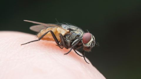 Fast vision allows a fly to react swiftly to prey, obstacles, competitors and human attempts at swatting.