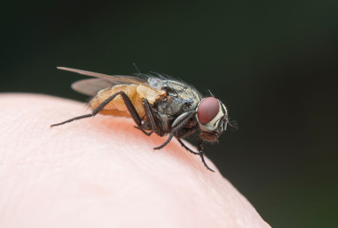 Fast vision allows a fly to react swiftly to prey, obstacles, competitors and human attempts at swatting.