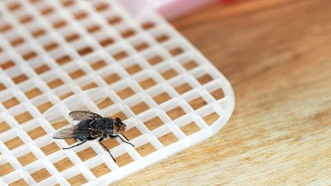 Sophisticated eyesight and some neural quirks enable flies to evade your swatter  quickly.