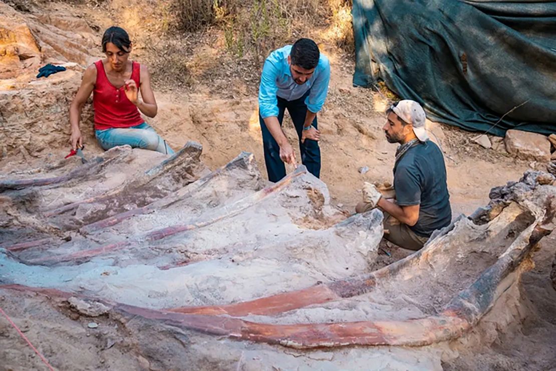 The excavation at the site in Pombal, Portugal, revealed a dinosaur's rib cage.