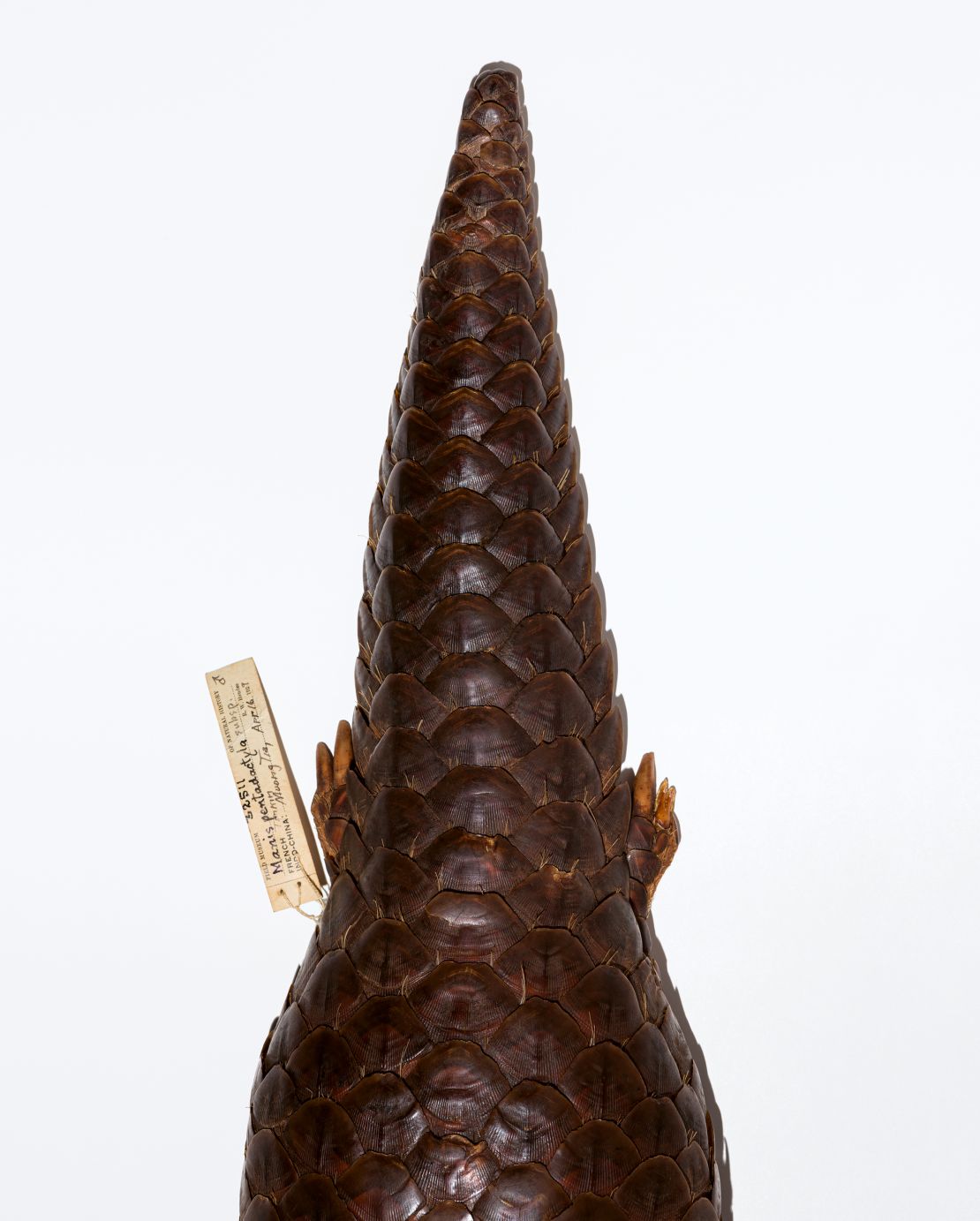 The Chinese pangolin (specimen from the Field Museum's collection) is critically endangered due to humans hunting its scales, meat and blood. 