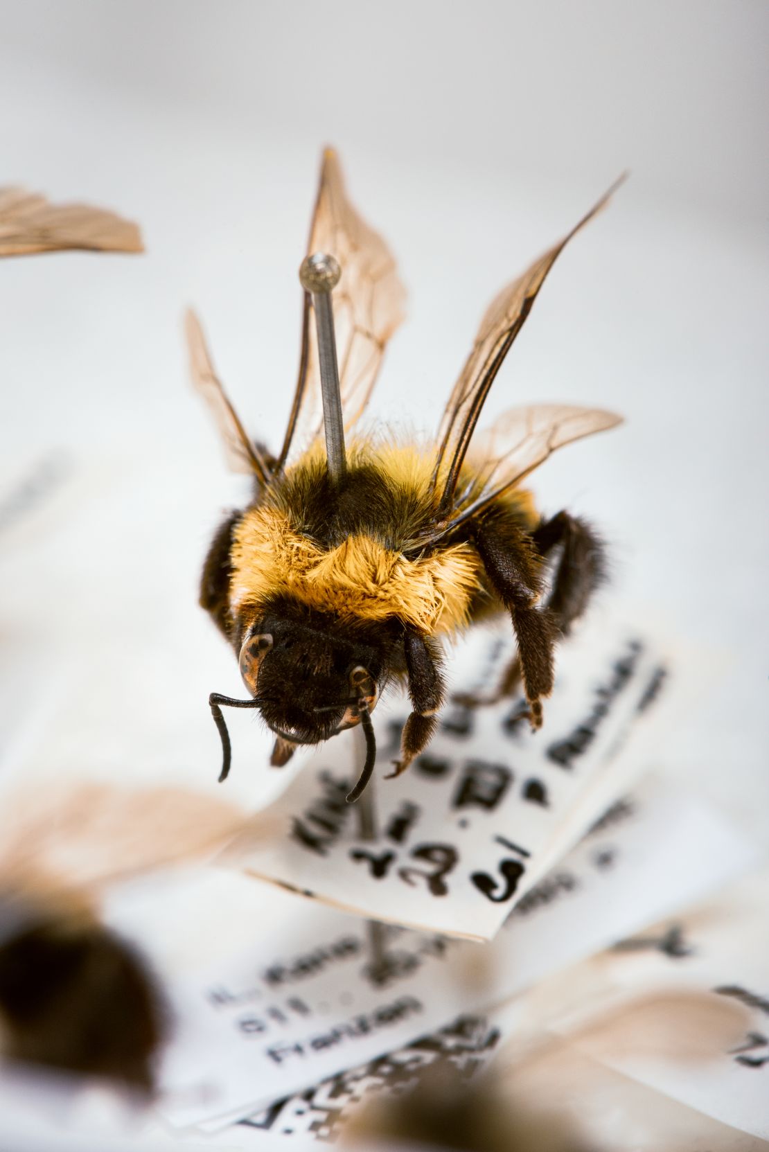 This specimen of the critically endangered rusty patched bumblebee is from the Field Museum's collection. 