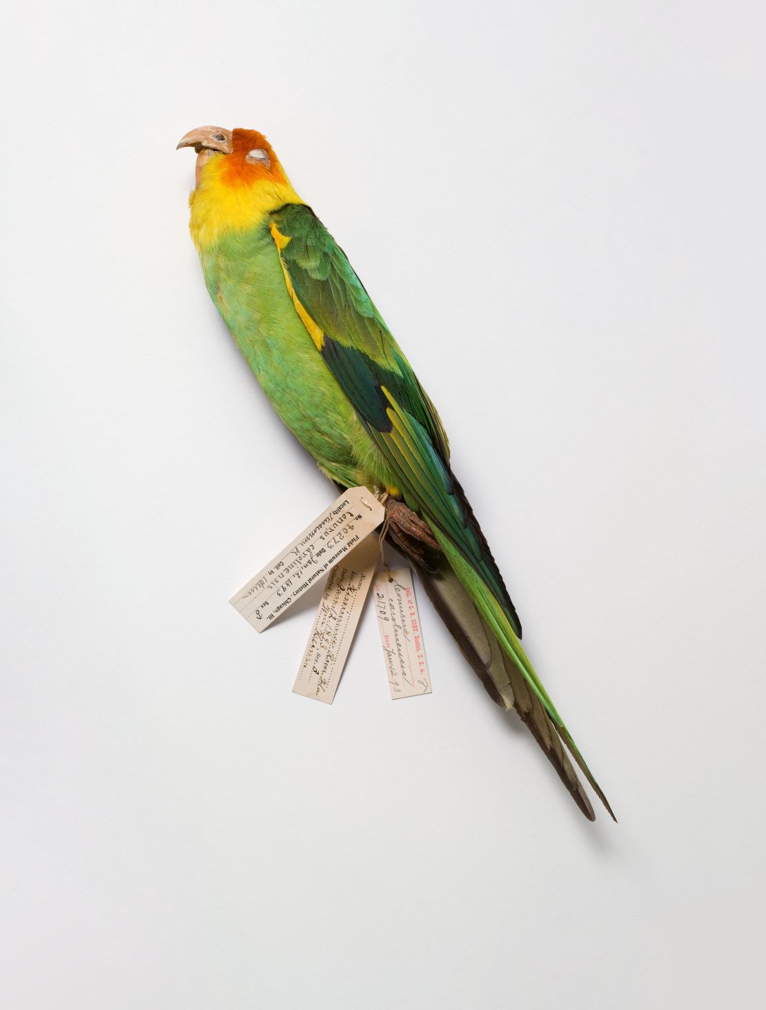 Pictured is a Field Museum specimen of a Carolina parakeet, an extinct species once coveted for its colorful feathers and wiped out by disease.