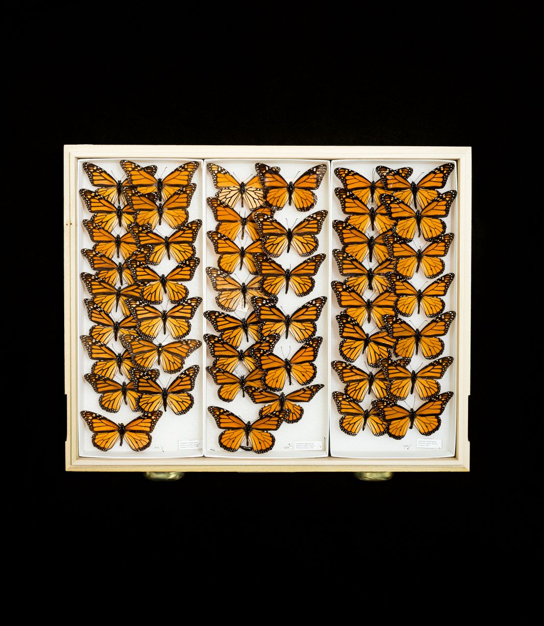 Pictured are monarch butterfly specimens from the Field Museum's collection. 