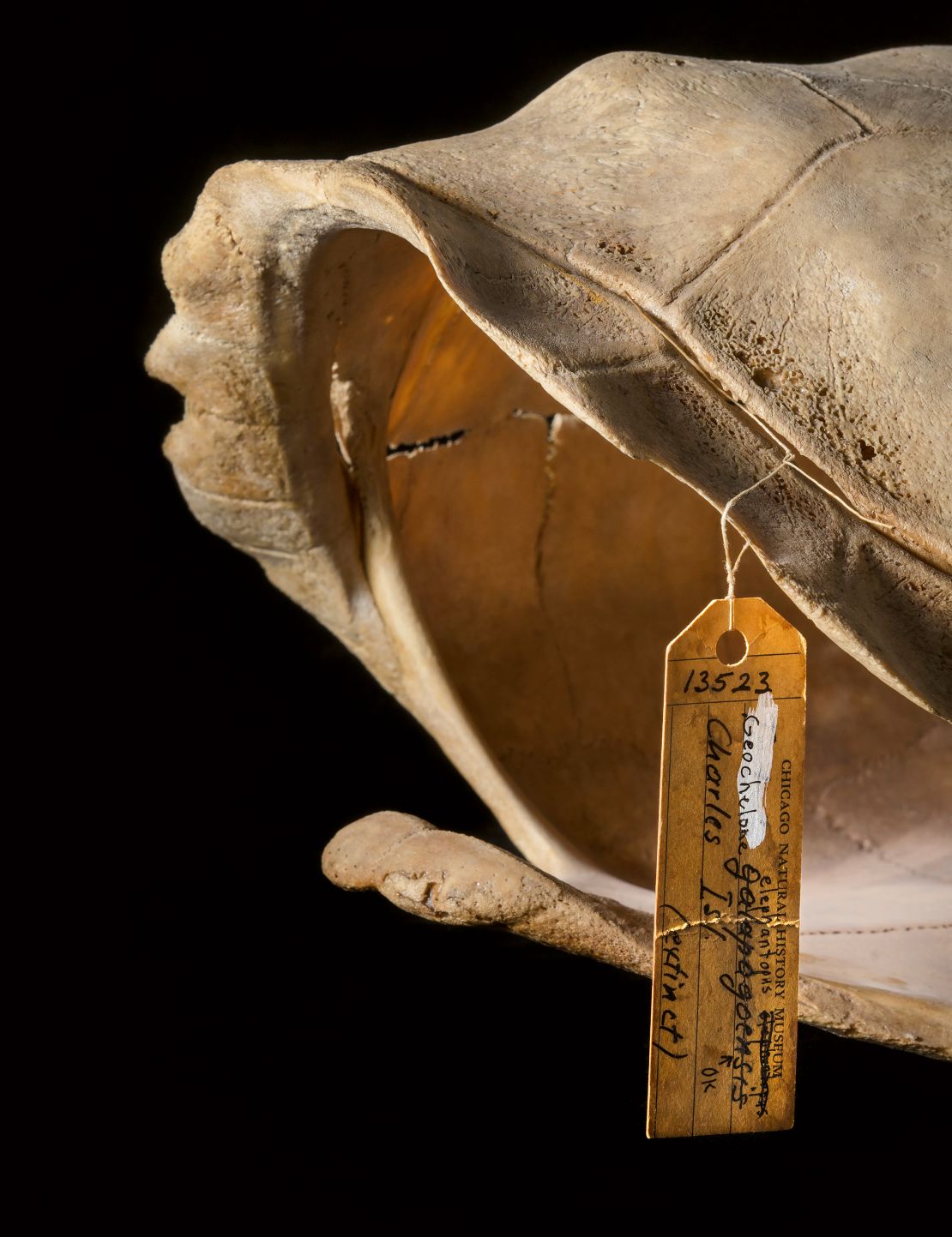 A detail of a Floreana giant tortoise specimen from the Field Museum's collection is shown. The species was hunted to extinction by 1850. 