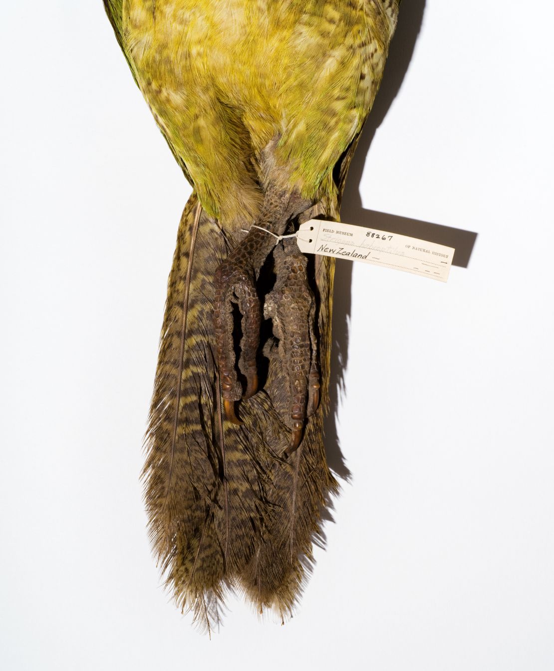 New Zealand kākāpos (specimen from the Field Museum's collection) have been conserved by a government-supported relocation and recovery program, according to "Extinction." 
