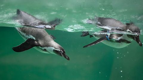 Humboldt penguins swim at the La Aurora Zoo in Guatemala City on Wednesday, August 31.