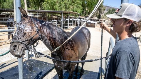 An employee at the El Rodeo Equestrian Center cools off Apricot the horse during a hot day in Yorba Linda, California, on Tuesday, August 30.