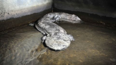 Chinese giant salamander at a local breeding facility.