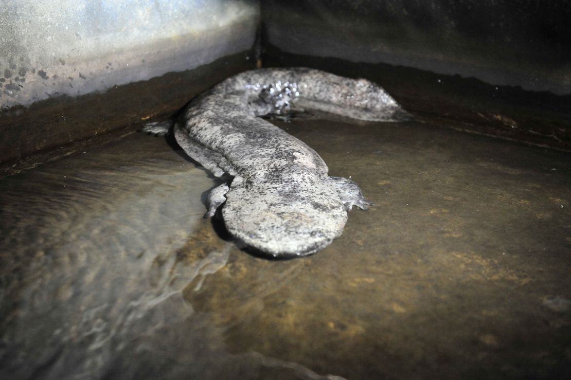 A Chinese giant salamander pictured at a local breeding facility.