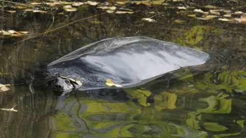 Giant softshell turtle in the Yangtze Zoo in Jiangsu Province.  Other species and turtles are considered critically endangered.