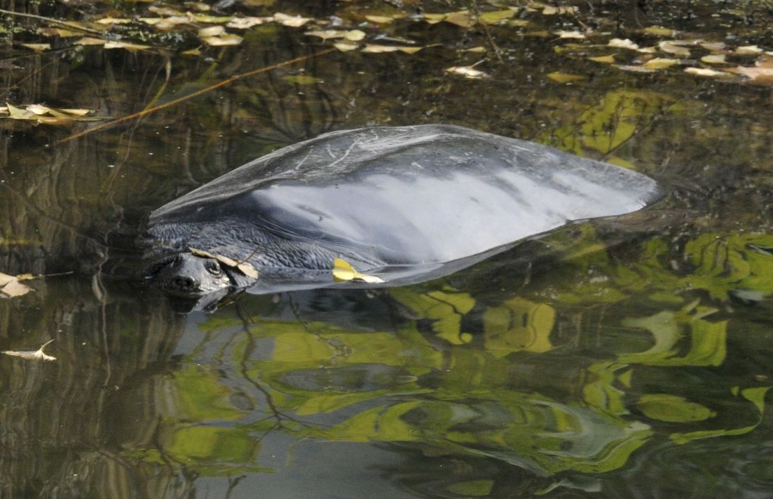 A Yangtze giant softshell turtle at a zoo in Jiangsu province. The species and other turtles are considered seriously threatened.