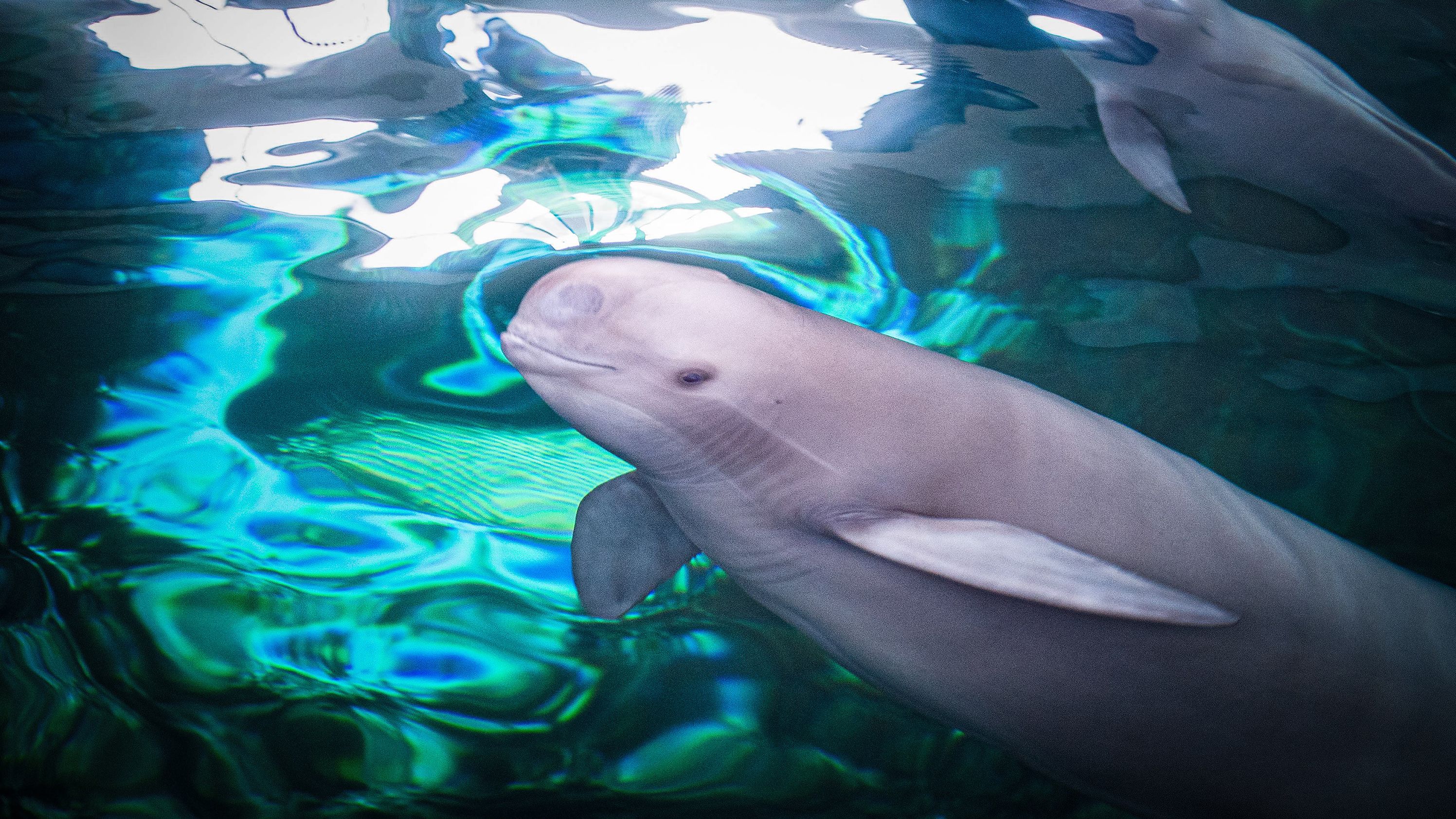 A critically endangered Yangtze finless porpoise swims in a tank at a conservation facility in Wuhan, China.