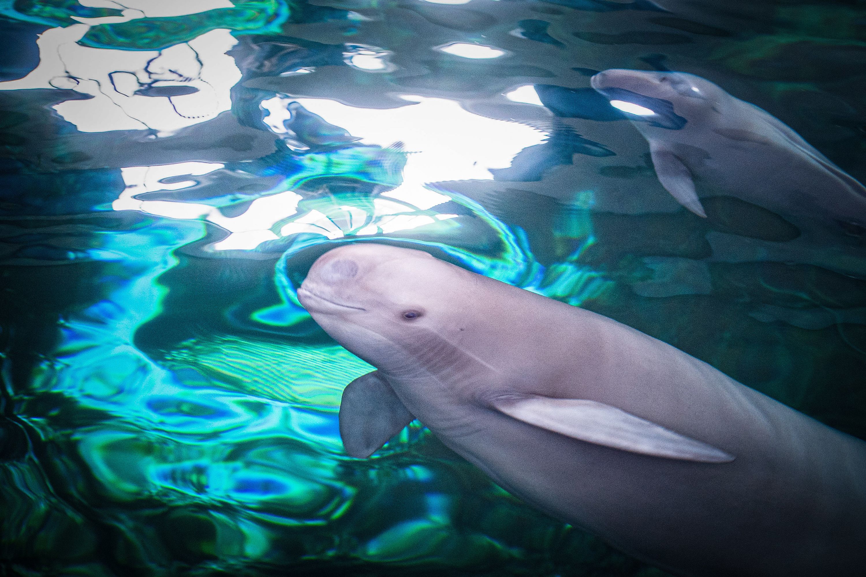 China lost its Yangtze River dolphin. Climate change is coming for other  species next | CNN