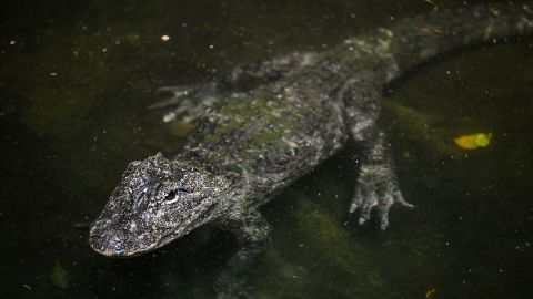 上海动物园里的中国鳄鱼。 原产于长江，它们在野外的数量正在减少，并且随着河流收缩和干涸可能会恶化。