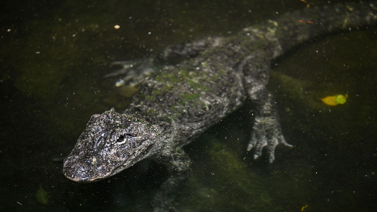 A Chinese alligator at a zoo in Shanghai. Native to the Yangtze, their numbers in the wild are drastically declining and could worsen as the river shrinks and dries up.
