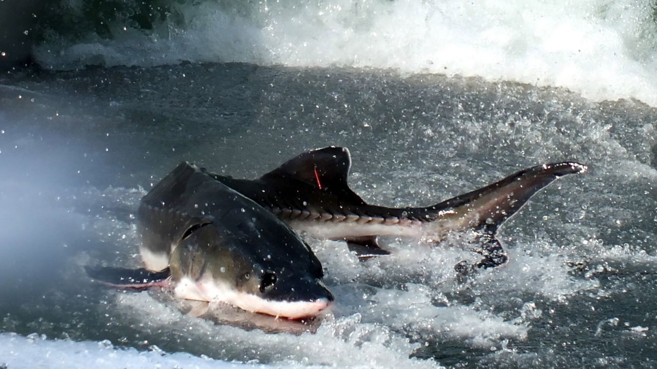 The now-extinct Chinese sturgeon: this one was released into the Yangtze River back in 2015.