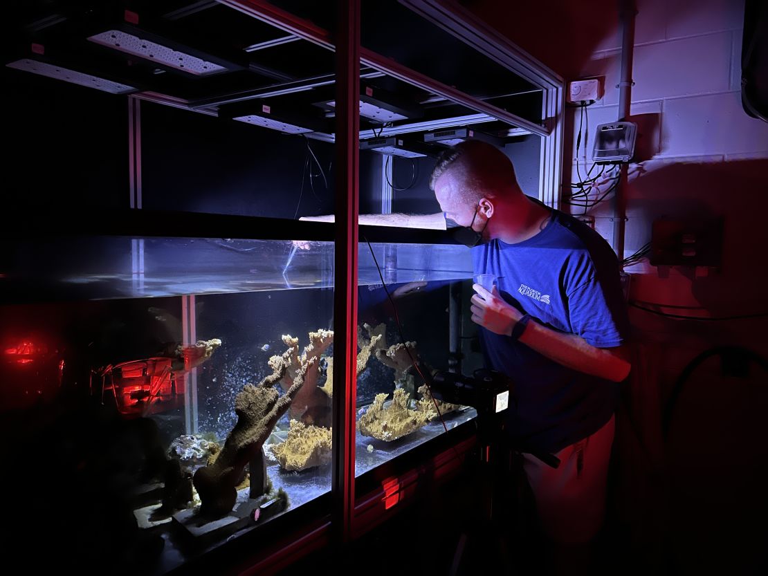 A researcher works with the newly spawned coral in an aquarium. 
