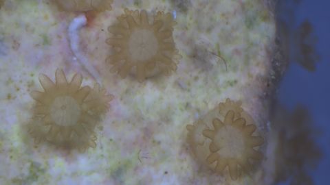 A microscope image of the baby coral that spawned at the Florida Aquarium. 