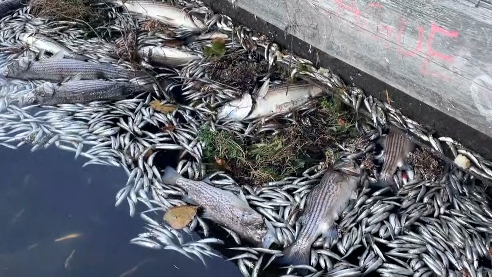 Algae bloom has killed thousands of fish in the San Francisco Bay Area