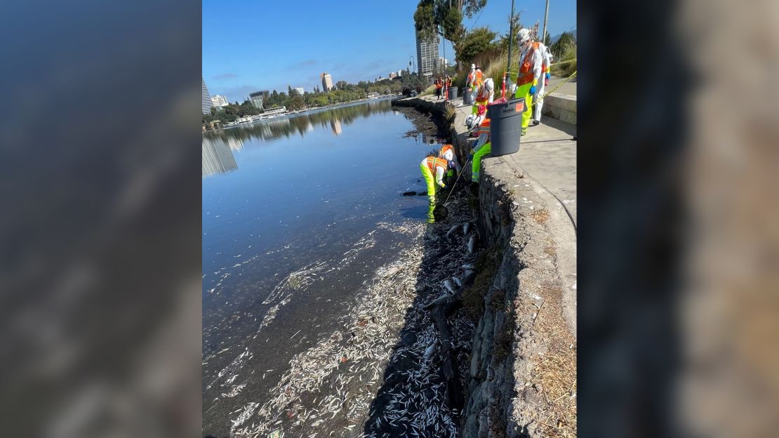 A city-hired crew cleans the Lake Merritt shoreline in Oakland on Wednesday.